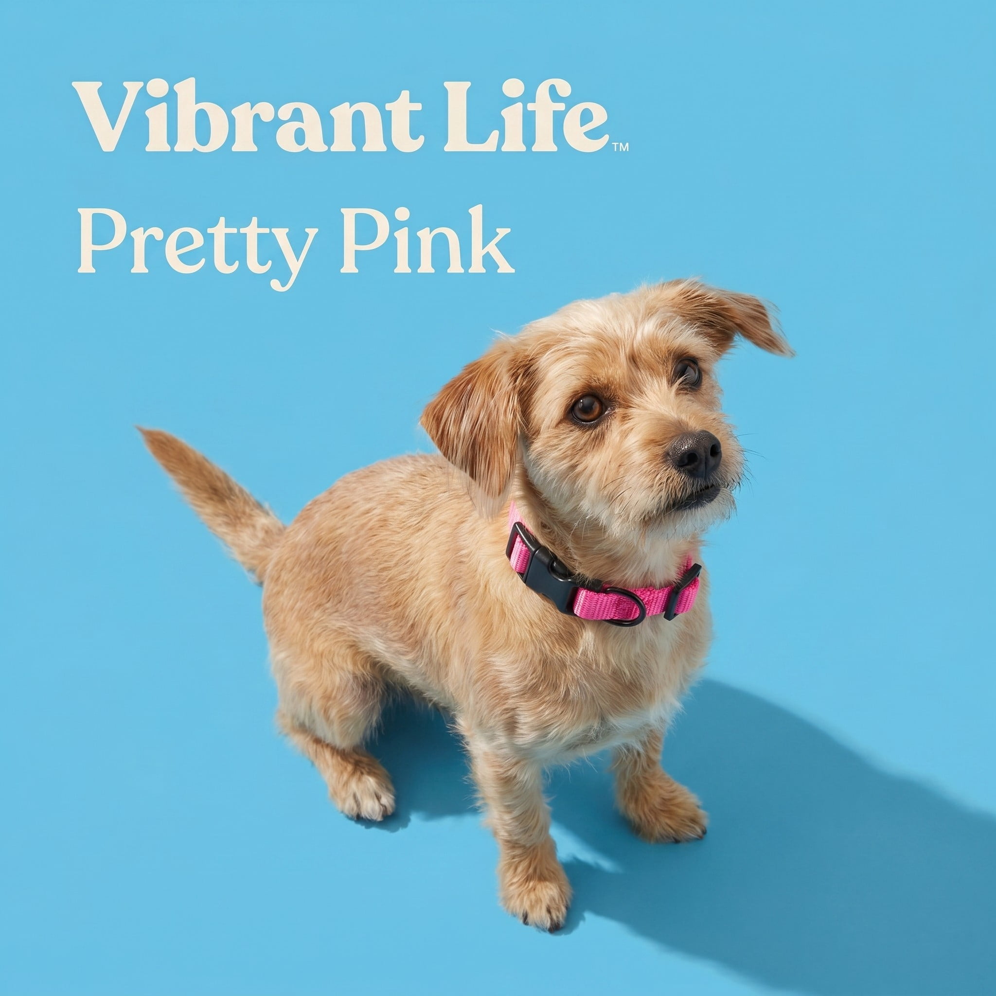 (6 pack) Vibrant Life Solid Polyester Adjustable Dog Collar, Pink, XS