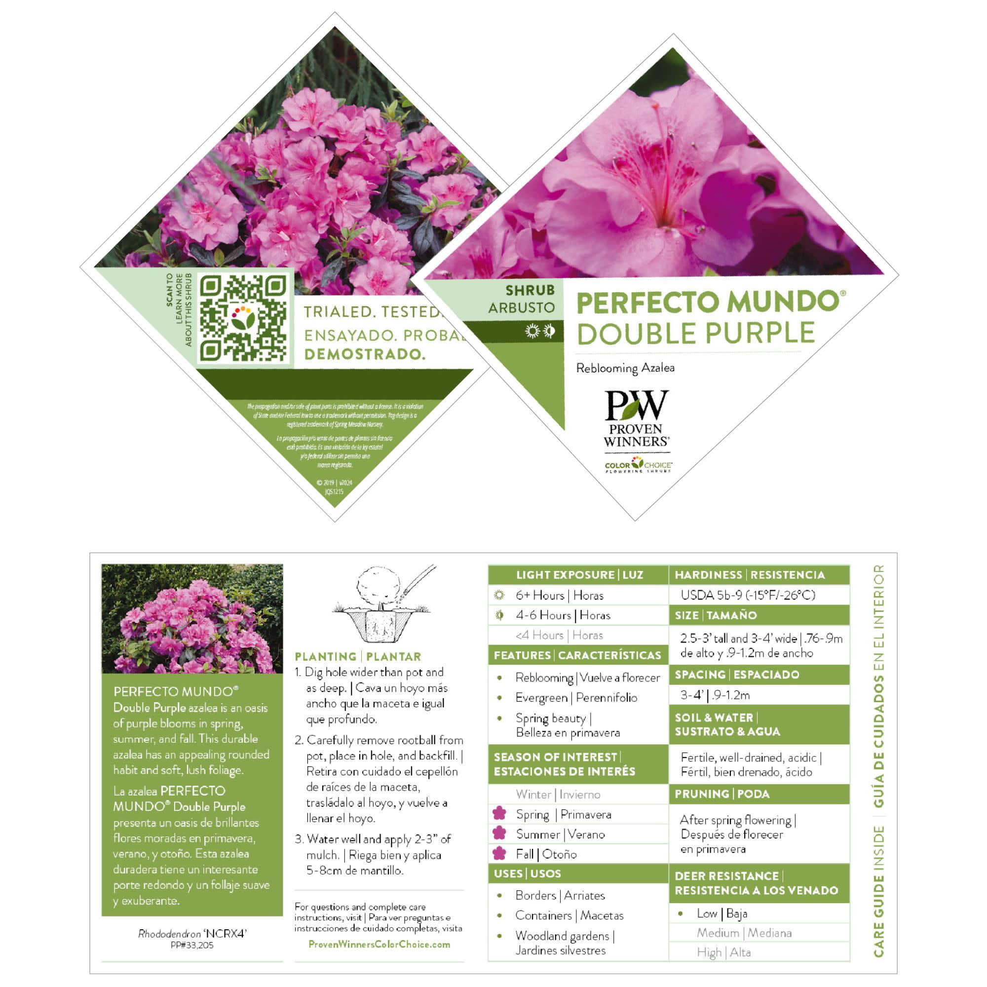 Proven Winners ColorChoice 5" Perfecto Mundo Double Purple Reblooming Azalea Live Plant in 4.5" Pot (4 Count)