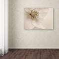 thumbnail image 4 of Trademark Fine Art 'Hellebore Christmas Rose' Canvas Art by Cora Niele, 4 of 4