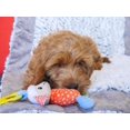 thumbnail image 4 of LITTLE NIPPERS LAUGHY LAMB Toy Toy gifts suitable for dog bites, 4 of 5