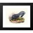 thumbnail image 2 of Joseph Smit 14x11 Black Modern Framed Museum Art Print Titled - Crossoptilon Ears. (1872), 2 of 5