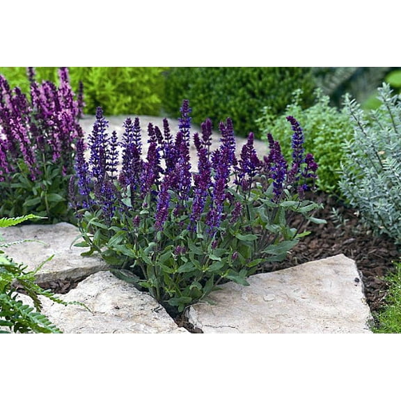 New Dimension Blue Meadow Sage - Salvia - Quart Pot
