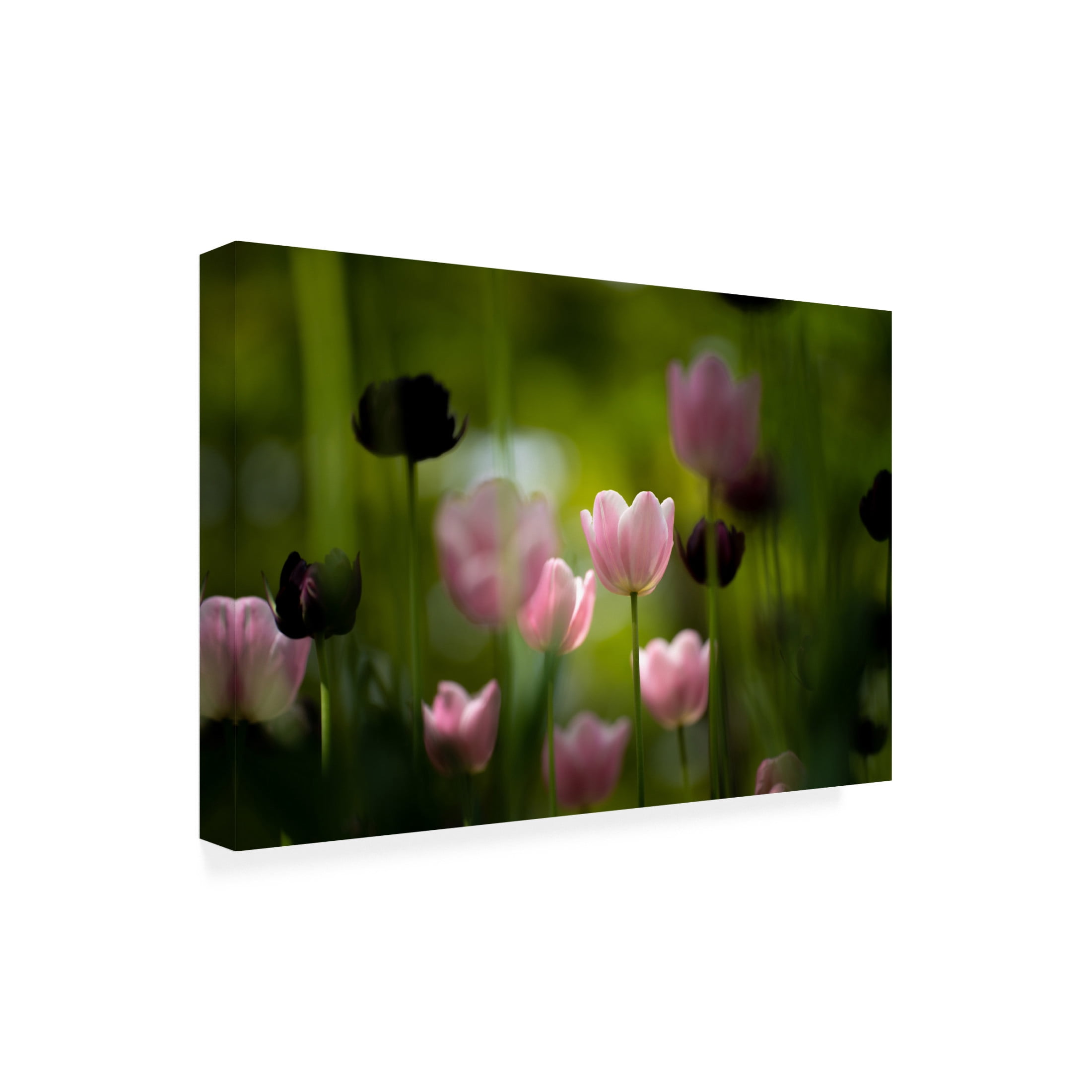 Trademark Fine Art KONDOU Kazumasa  Tulips Canvas Wall Art