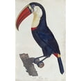 thumbnail image 2 of Levaillant, Francois 13x18 Gold Ornate Wood Framed with Double Matting Museum Art Print Titled - Toucan, 2 of 4