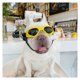 thumbnail image 4 of pieza de gafas para perros, gafas de sol para mascotas, gafas plegables para perros, gafas de sol con protección UV, 4 of 5
