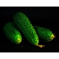 thumbnail image 2 of Sweet Burpless Cucumber Seeds/ Annual/ Full Sun/ 3800 Seeds 1/4lb/ Zellajake Farm and Garden- B48, 2 of 5