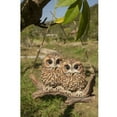 thumbnail image 6 of Hi-Line Gift Hanging Baby OWLETS ON A Branch, Brown, 6 of 6