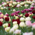 thumbnail image 1 of Flower Bulbs - Tulip Double Late Assorted ( 80 Bulbs  ), 1 of 1