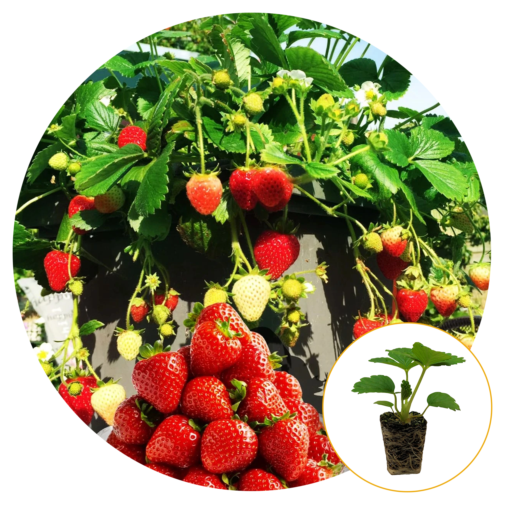 baby strawberry plants