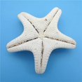 thumbnail image 3 of Piezas de Estrellas de mar Naturales CHEPIHG decorativas Micro paisajes 5-8 cm, 3 of 4
