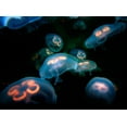 thumbnail image 2 of Jelly Fish Wall Mural by Wallmonkeys Peel and Stick Graphic (18 in W x 13 in H) WM285315, 2 of 4