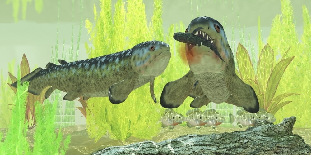 Rhizodus hibberti an extinct group of Carboniferous lobe-finned fish