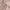 Blush, variant on Sun Zero Nolan Energy Efficient Blackout Grommet Curtain Panel, 40"X63", Charcoal