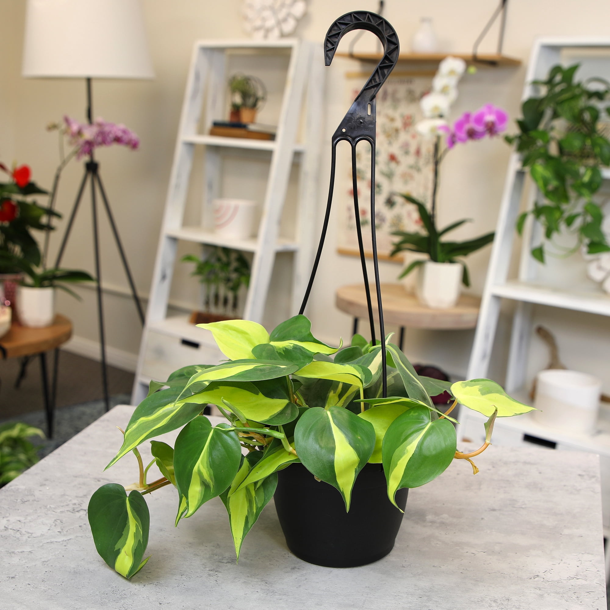 Expert Gardener by Altman Plants Philodendron Brasil House Plant - 6in. Hanging Pot - Indirect Light