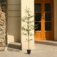 thumbnail image 3 of DR.Planzen 5ft Faux Black Olive Tree - Realistic Potted Artificial Tree with Natural Trunk & Silk Leaves - Tall Faux Plant for Home, Office, Indoor & Outdoor Decor - Low Maintenance & UV Resistant, 3 of 11