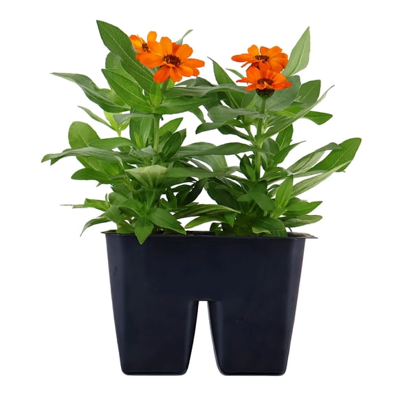 Expert Gardener 6" Orange Zinnia Live Plants in 3" Grower Pot Full Sun 4 Pack
