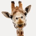 thumbnail image 2 of CafePress - Giraffe Face New Profile - White/Black Shot Glass, Unique and Funny Shot Glass, 2 of 2