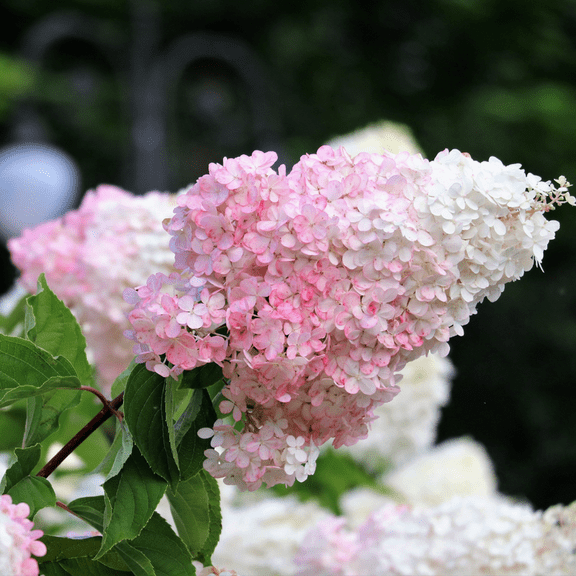 Phantom Hydrangea Plant in 2.5-Inch Pot for Garden Landscaping and Home Decor