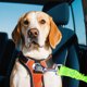 thumbnail image 3 of Cinturones para mascotas en el coche Accesorios para mascotas Cinturones elásticos reflectantes para perros Cinturones telescópicos, 3 of 4