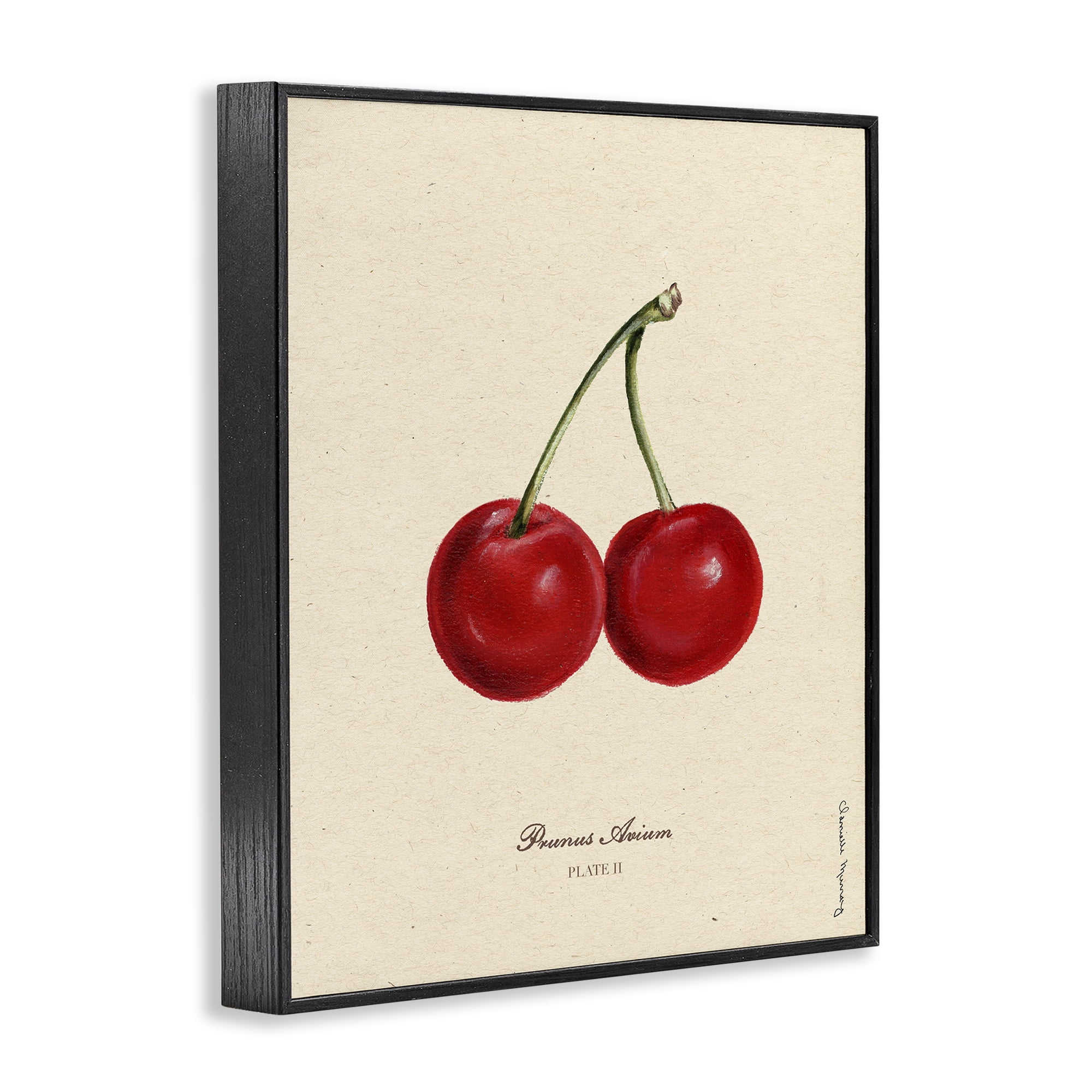Stupell Industries Cherry Fruit Portrait Black Framed Giclee Art, design by Danielle Murray
