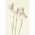 thumbnail image 3 of Mary Vaux Walcott 14x18 Black Modern Framed Museum Art Print Titled - Tassel Cottongrass. Eriophorum Angustifolium (1925), 3 of 5
