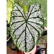 Blue Buddha Farm: White Christmas Caladium (2 Bulbs) - Easy to Grow Indoor or Outdoor Perennial Plant