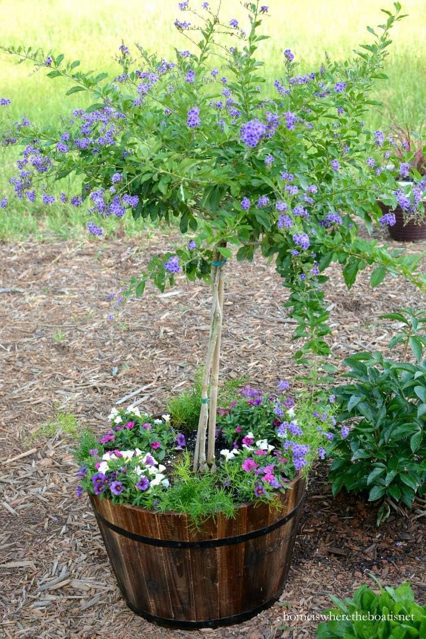 Sapphire Showers Duranta - Live Plant in a 10 Inch Pot - Duranta Erecta "Sapphire Showers" - Beautiful Flowering Butterfly Attracting Patio Plant - image 3 of 6