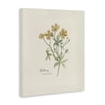 thumbnail image 3 of Stupell Industries Traditional Simple Buttercup Flowers Canvas Art, 16 x 20, by Cindy Jacobs, 3 of 8