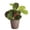 Coffee, variant on Live Red Prayer Plant - Pet Safe - 4" Decorative Pot Cover - Thorsen's Greenhouse