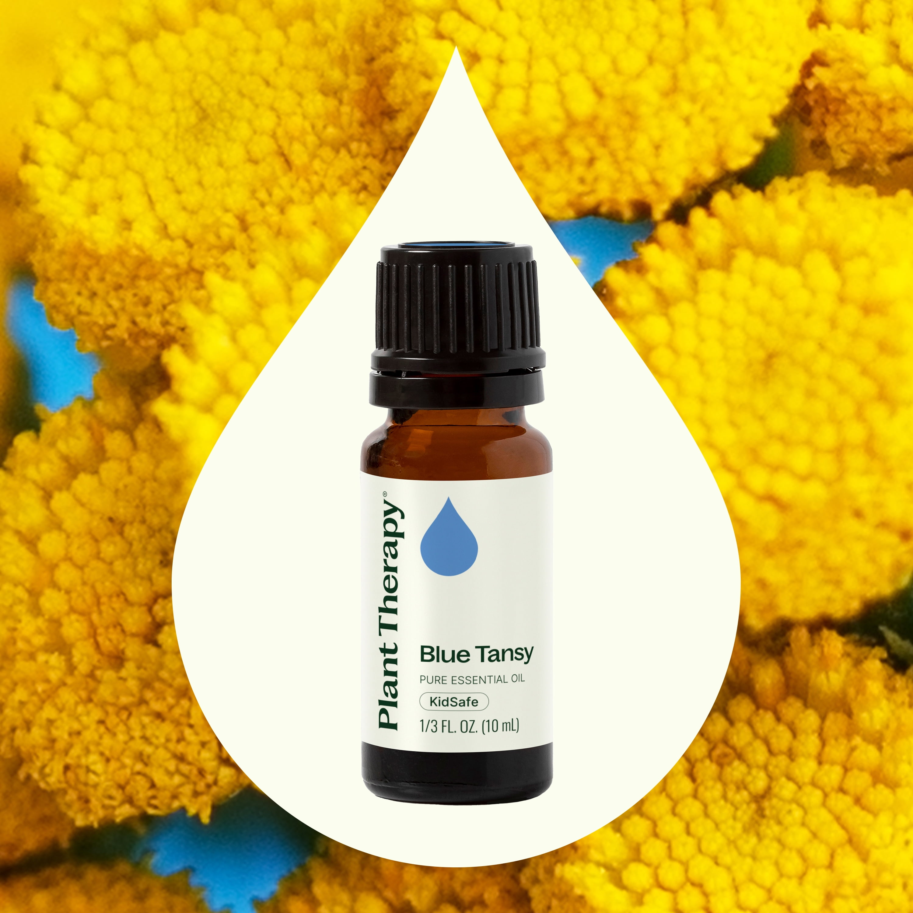 Plant Therapy Blue Tansy Essential Oil 100% Pure, Undiluted, Natural Aromatherapy 10 mL (1/3 oz)