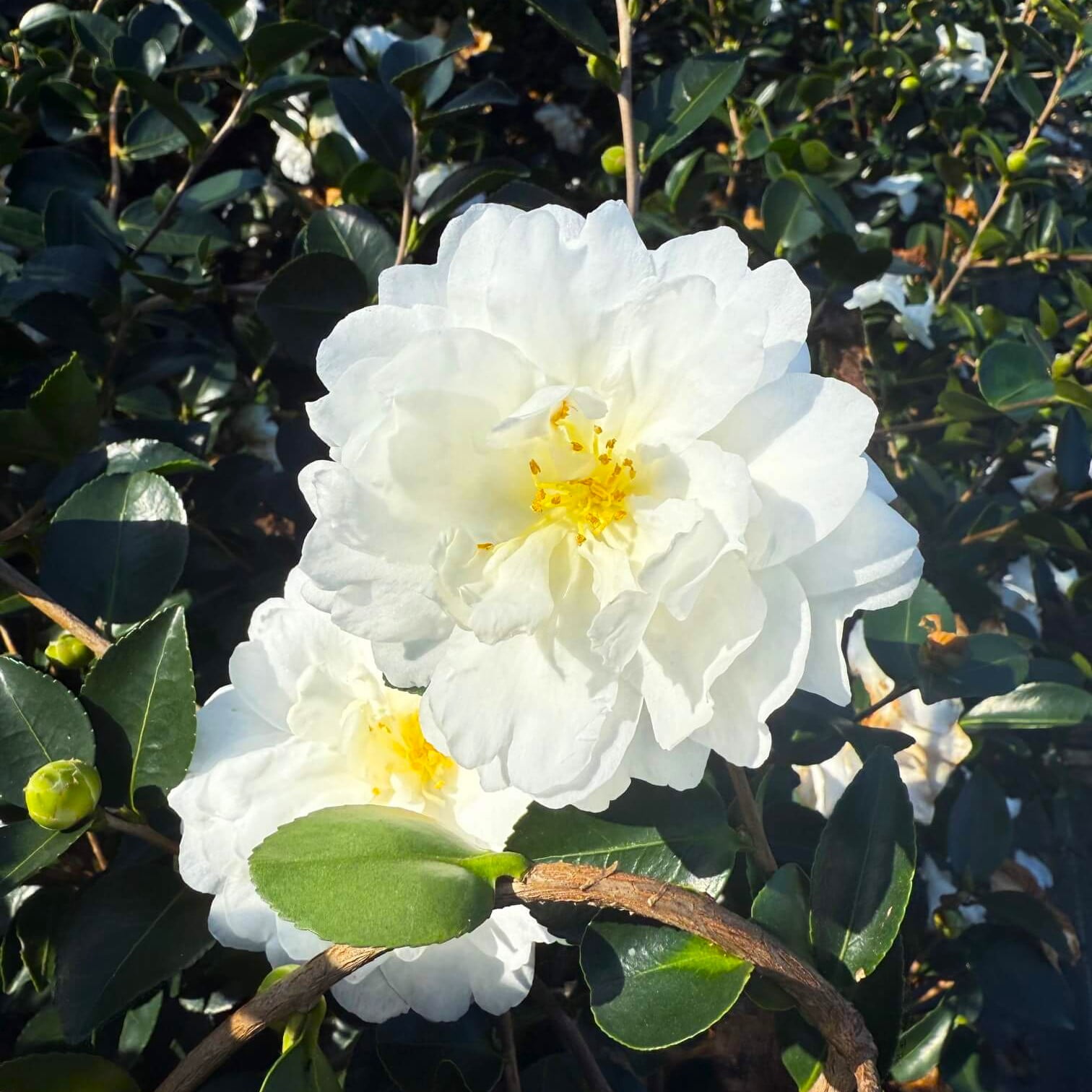 Expert Gardener Mine No Yuki Camellia (2.5 Gallon) Flowering Evergreen Shrub with White Blooms - Full Sun Live Outdoor Plant