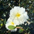 thumbnail image 4 of Expert Gardener Mine No Yuki Camellia (2.5 Quart) Blooming Evergreen Shrub - White Flowers - Full Sun Live Shrub, 4 of 9