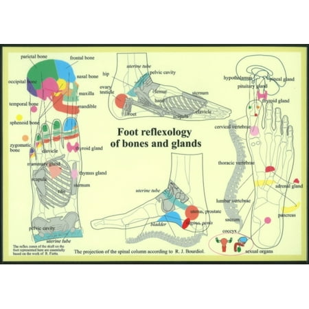 Réflexologie Plantaire de Bones &amp; Glands (Affiche)