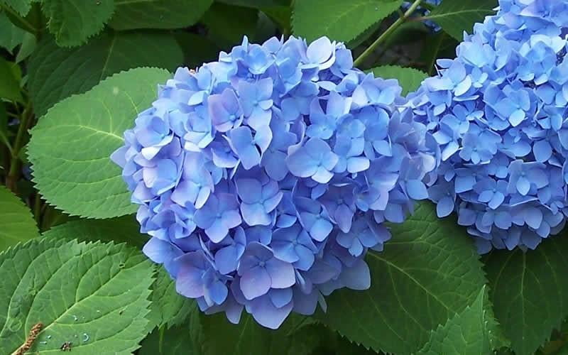 BloomStruck Hydrangea Floral Plant - 2 Gallon - Walmart.com