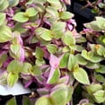 thumbnail image 3 of Callisia repens, Pink Lady, Turtle Vine - Pot Size: 3in (2.6x3.5in) - House Plants, 3 of 3