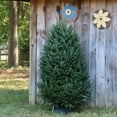 thumbnail image 5 of National Plant Network Real Fraser Fir 5' Tall Fresh Cut Christmas Tree, 5 of 7