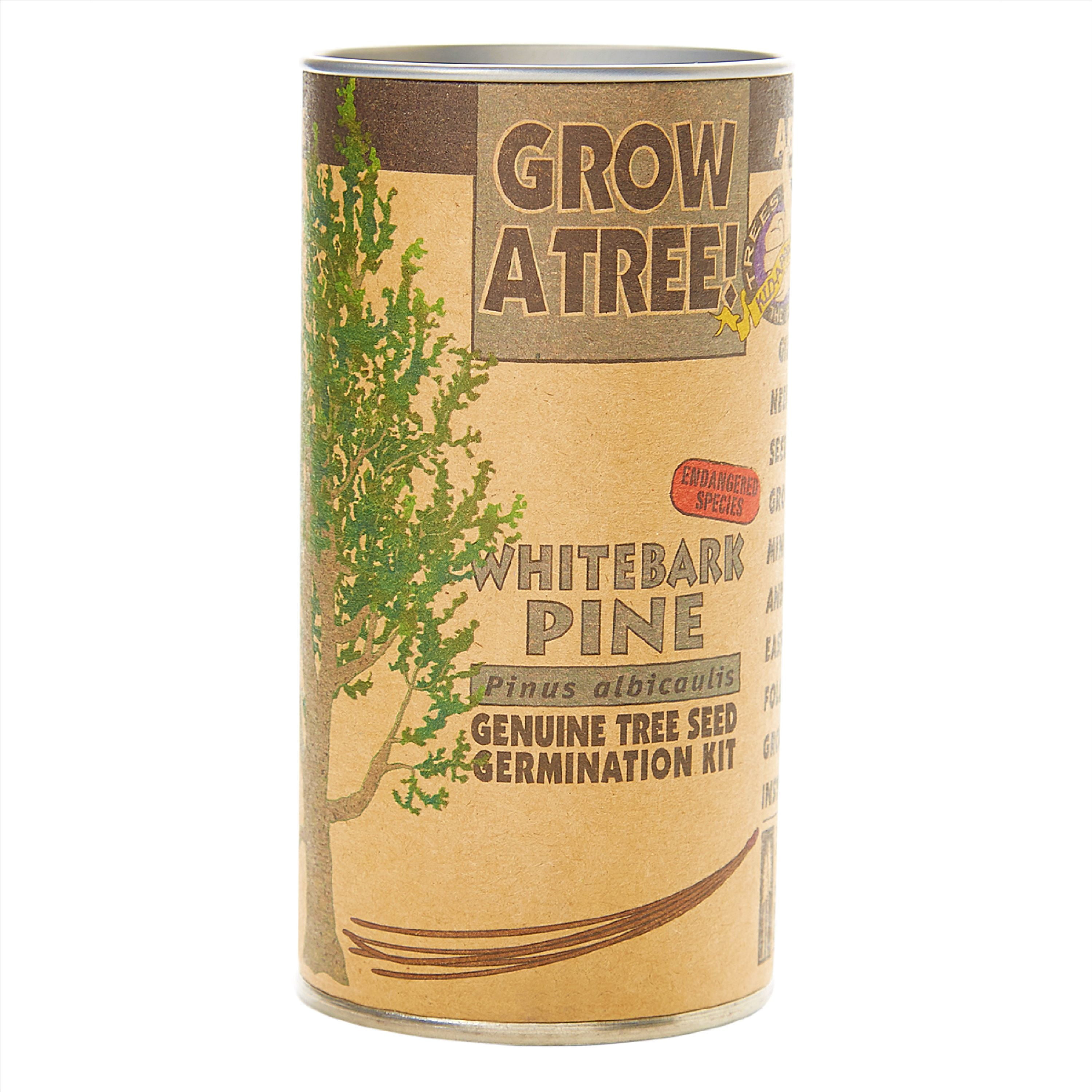 Whitebark Pine | Tree Seed Grow Kit | The Jonsteen Company