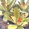 Chocolate Solider, 4 inch, Kalanchoe Tomentosa Velvet Panda Plush Plant ...