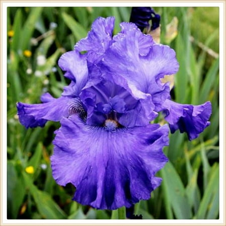 Iris bulbs  perennial plants  decorative garden，iris plants for sale，iris bulbs bulk