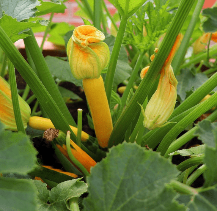 Set 2 Yellow Squash Plants, Yellow Squash Plants in Pot, Live Yellow Zucchini Plants, 2 Squash Plant Bush Zucchini Plants Live for Planting, Yellow Squash Zucchini Seedlings