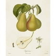 thumbnail image 2 of de Langlois  26x32 Black Ornate Wood Framed with Double Matting Museum Art Print Titled - Vintage Pears V, 2 of 4