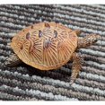 thumbnail image 4 of Estatua de plástico de animales de las profundidades marinas, modelo de criaturas submarinas para decoración náutica. 8 x 6.5 x 3 cm, 4 of 9
