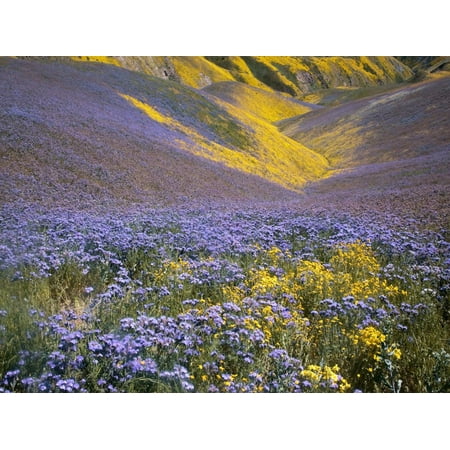 USA, California, Carrizo Plain National Monument, wildflowers Print Wall Art By Charles (Best Places To See Wildflowers In California)