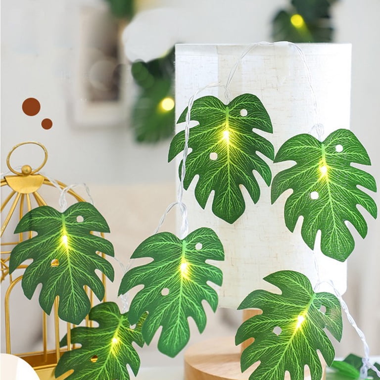 philodendron winterbourn Thaumatophyllum Xanadu - Philodendron Xanadu Plants | Hortology