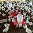 thumbnail image 4 of Vasos para Pollos FLhrweasw Alimentador Automático 6 Uds, 4 of 9