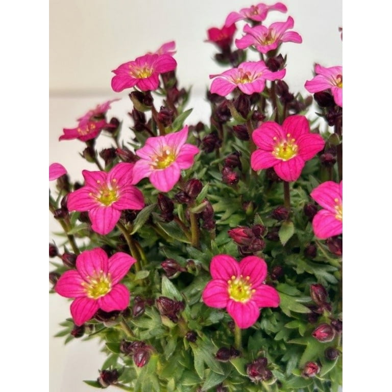 Better Homes & Gardens Saxifraga Touran Pink Live Plant 1QT