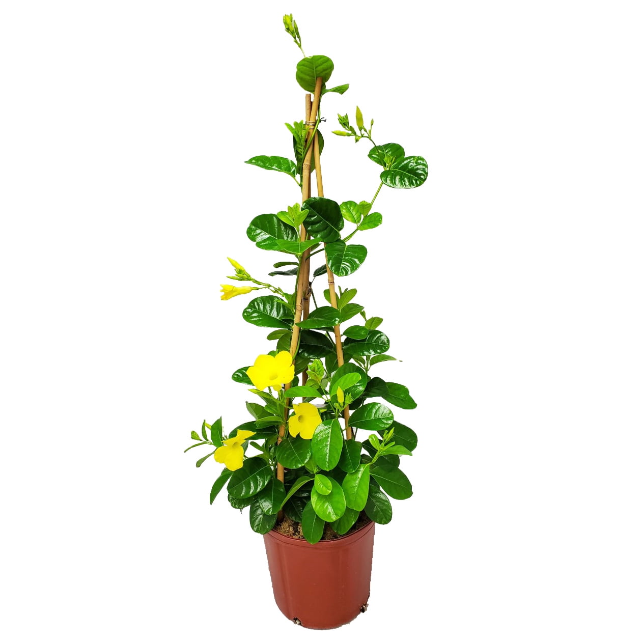 Tropical Plants of Florida 36" Yellow Mandevilla Vine Plant with