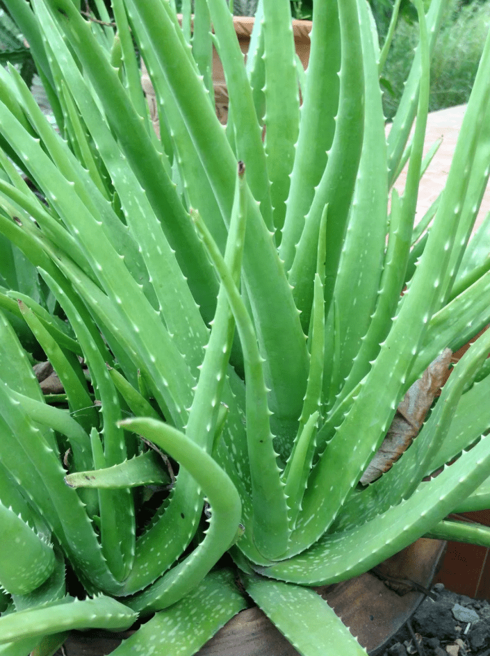 Aloe Vera Plant Live for Planting, Succulent Plant for Indoor Outdoor in 2 Inch Pot