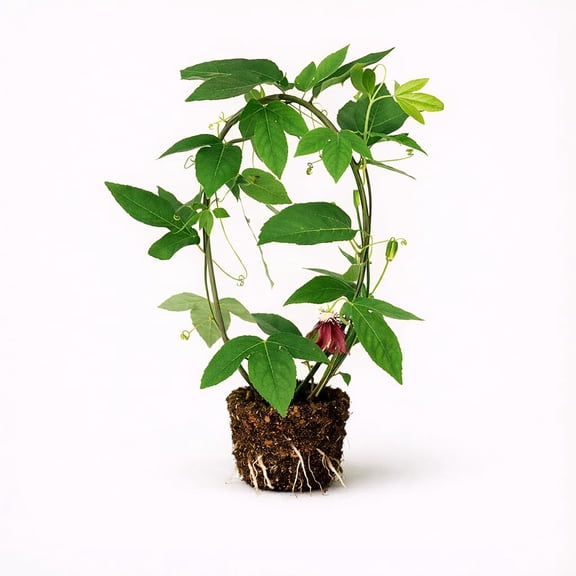 PLANT NOOK Passiflora ‘Lady Margaret’ Live Plant Starter Plug 2-Pack | Deep Red Passionflower Vine | Fast Climbing Trellis Plant for Full Sun Gardens
