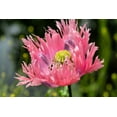 thumbnail image 5 of 200 Seeds AFGHAN RESELECTED Blue POPPY Mixed Colors Papaver Somniferum Setigerum Pink Purple White Flower Seeds, 5 of 11